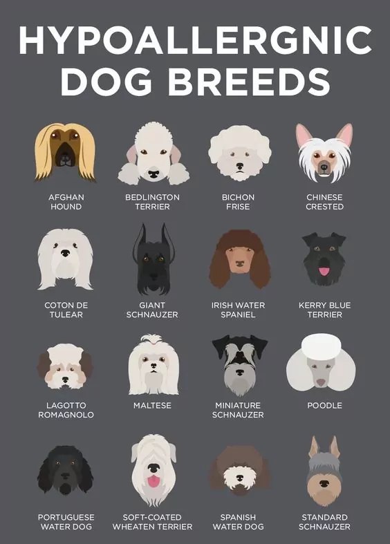 What Kinds Of Dogs Are Hypoallergenic: Top Breeds Guide