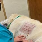 Allergy Test For Dogs: Best Methods, Costs & Accuracy