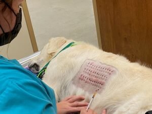 Allergy Test For Dogs