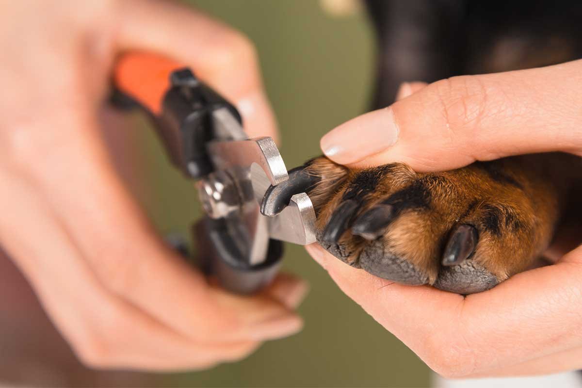 Best Way To Trim Puppy Nails: Vet-Approved Guide