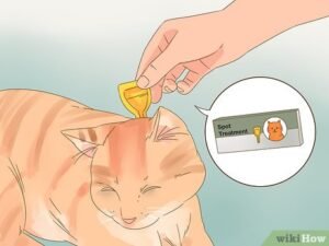 How To Control Cat Dander