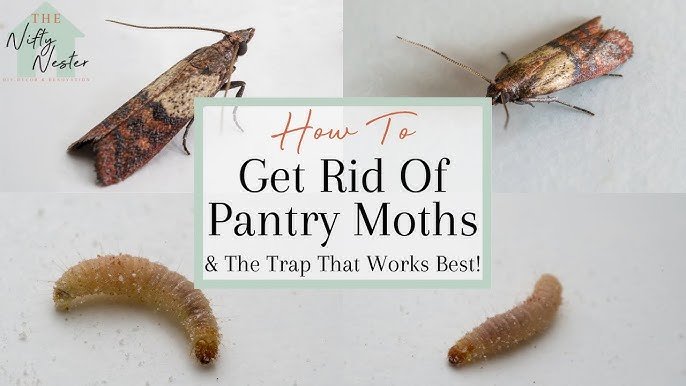 How To Get Rid Of Moths In The Kitchen